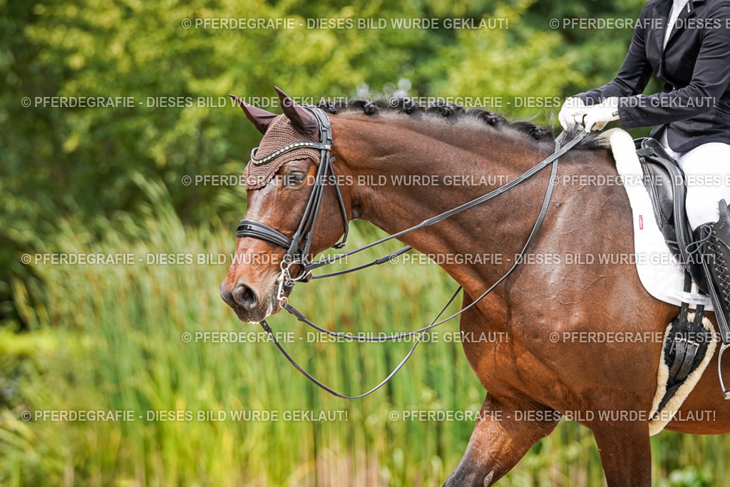 DSC04948 | Pferdegrafie