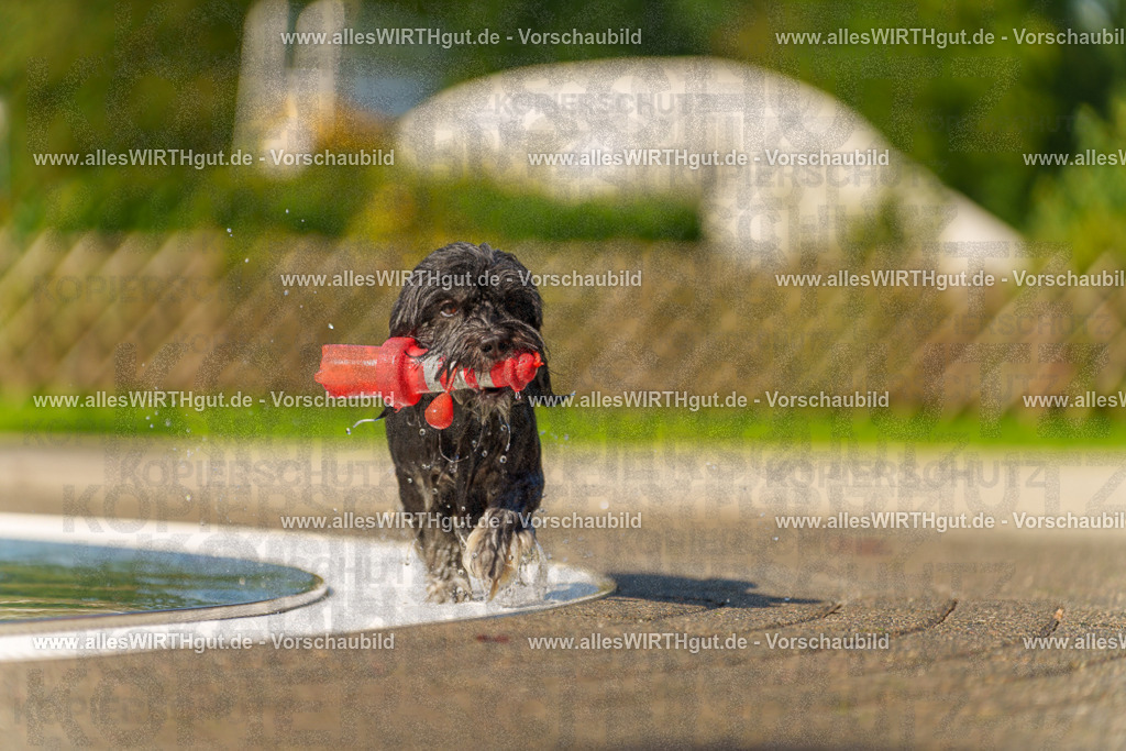 Hundeschwimmen_Grefrath_2026-allesWIRTHgut_Tierfotografie-13_12-7R508312 | Professionelle Tierfotografie in Mönchengladbach von Daniel Wirth (allesWIRTHgut). Liebevolle & natürliche Bilder von Hunden & Katzen für unvergessliche Erinnerungen.