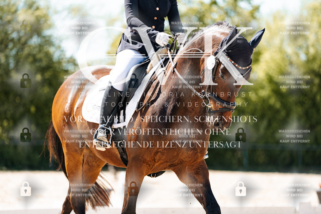 CK905633 | Turnierfotografie Pferdefotografie Trier Rheinland-Pfalz Pferdesport Reitsport Tierfotografie Sportfotografie Pferdevideo Pferdevideografie Equestrianvideography equestrianphotography  - Realisiert mit Pictrs.com