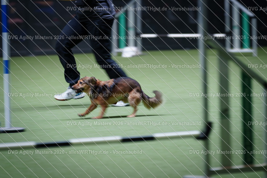 allesWIRTHgut_Tierfotografie-DVG_Agility_Masters_2026-13_32-7R503441 | Professionelle Tierfotografie in Mönchengladbach von Daniel Wirth (allesWIRTHgut). Liebevolle & natürliche Bilder von Hunden & Katzen für unvergessliche Erinnerungen.