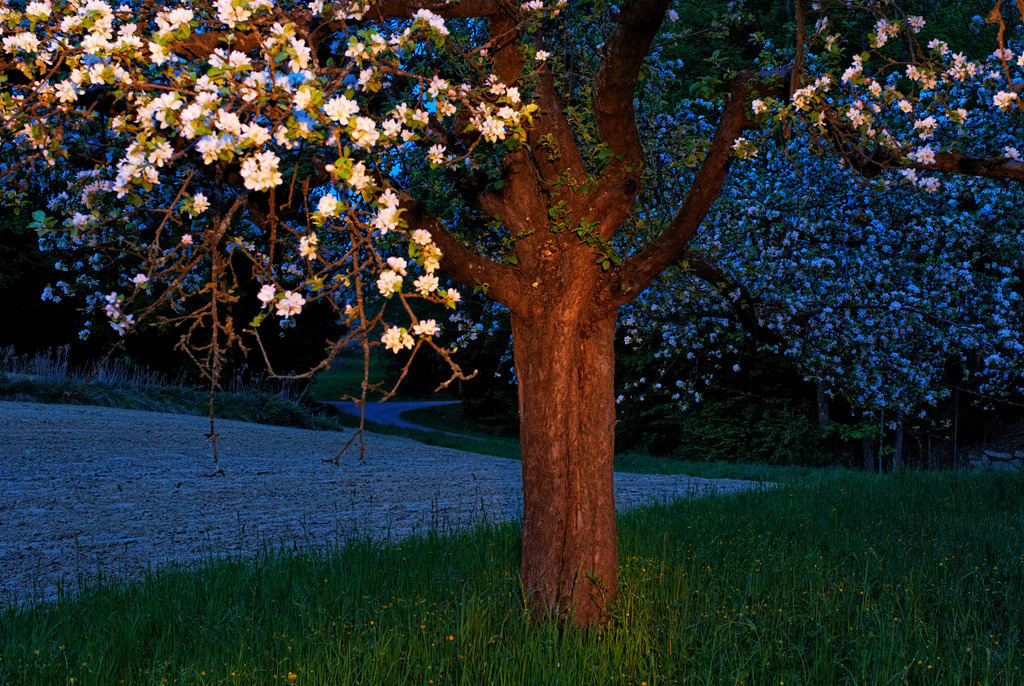 Apfelbaum bluehend | Rohrbrunn, Austria - April 29, 2010: Apfelbaum bluehend. - Realisiert mit Pictrs.com