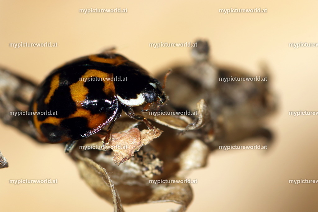 Oenopia conglobata-009 | Das Bilderarchiv über Tiere, Planzen und Landschaften. In der Bilddatenbank finden Sie ein große Auswahl an hochwertigen Bilder für Ihre Werbung - Realisiert mit Pictrs.com