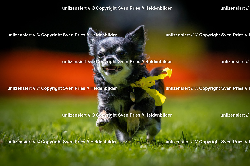 Sven Pries | 2025-08-10 - Hunderennen Durlach - Realisiert mit Pictrs.com