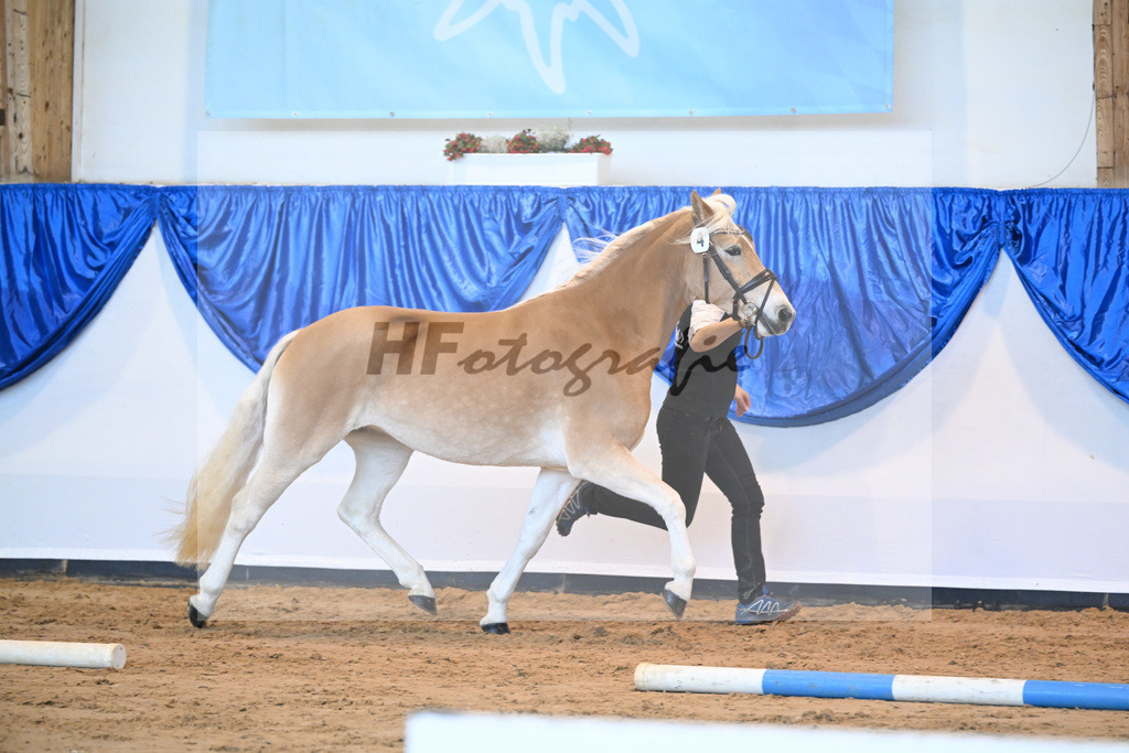 Kat-Nr. 4 Silandra v. Nimbus Ole_Blick_60221060 | hf-fotografie - Realisiert mit Pictrs.com