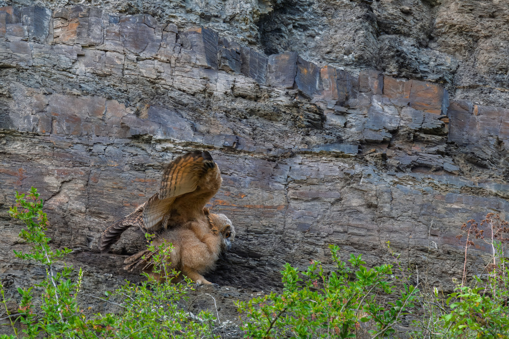 Die Uhus werden langam flügge | Junger Uhu bei den ersten Flugversuchen. Am Stux in Unkel. - Realisiert mit Pictrs.com