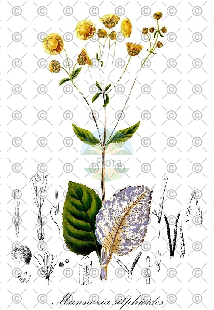 HistAbb_wfo-0000881032_1_ENZY_Simple | Historische Abbildung von Munnozia silphioides - Asteraceae | Historical Illustration of Munnozia silphioides - Asteraceae