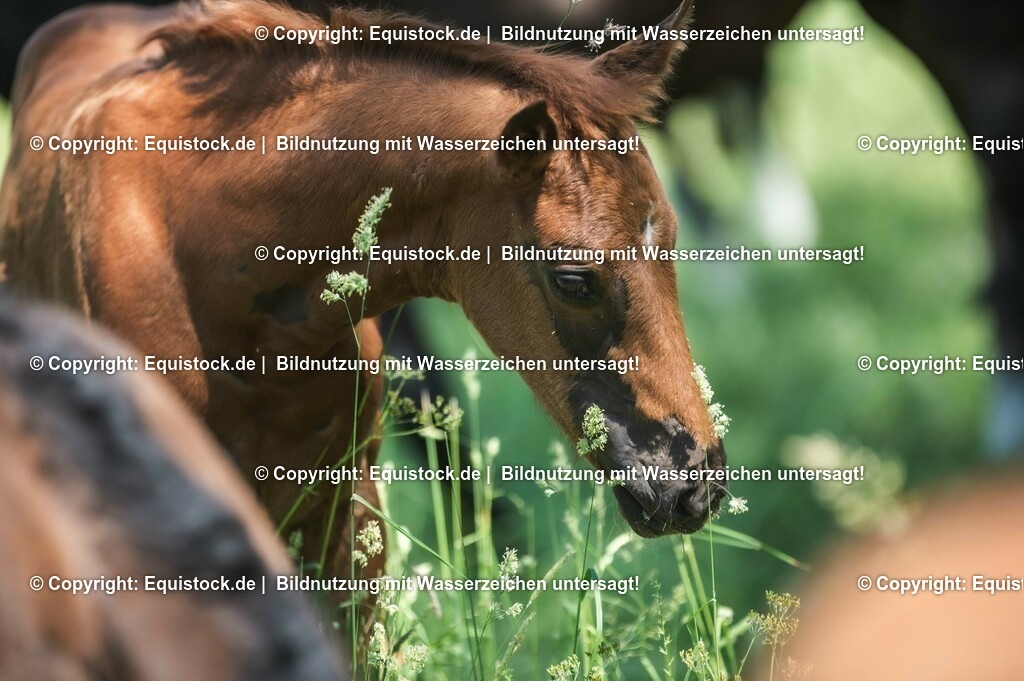 20210617_Fohlen_0120 | Foto: Thomas Hartig