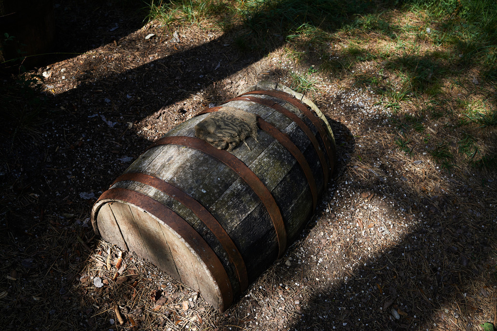 Pecher Gerhold Wöhrer | Matzendorf-Hölles, Austria - July 04, 2019: Pecherpfad in Hölles mit Pecher Gerhold Wöhrer; Pechfass zum befüllen. - Realisiert mit Pictrs.com