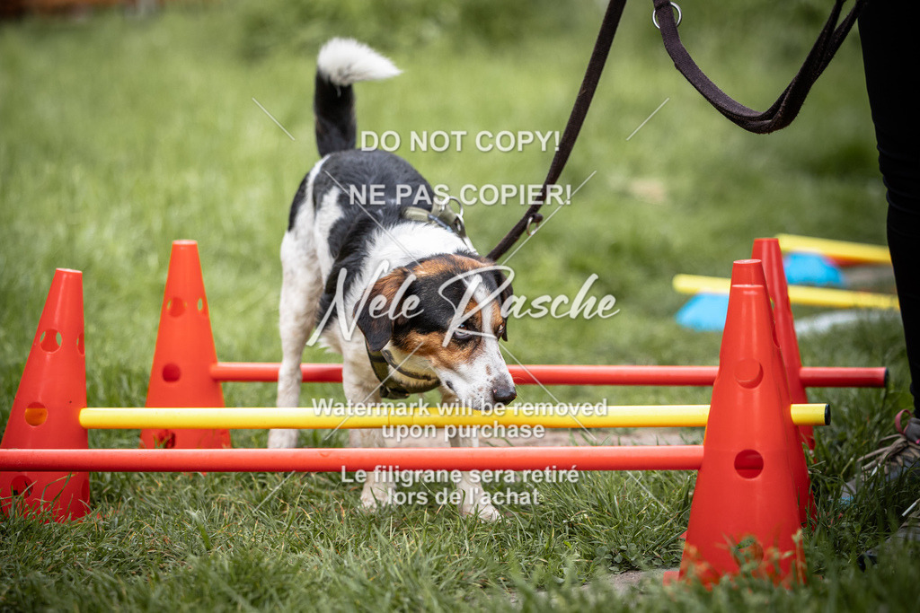 nelerasche_So-earlydog_07 | nelerasche
