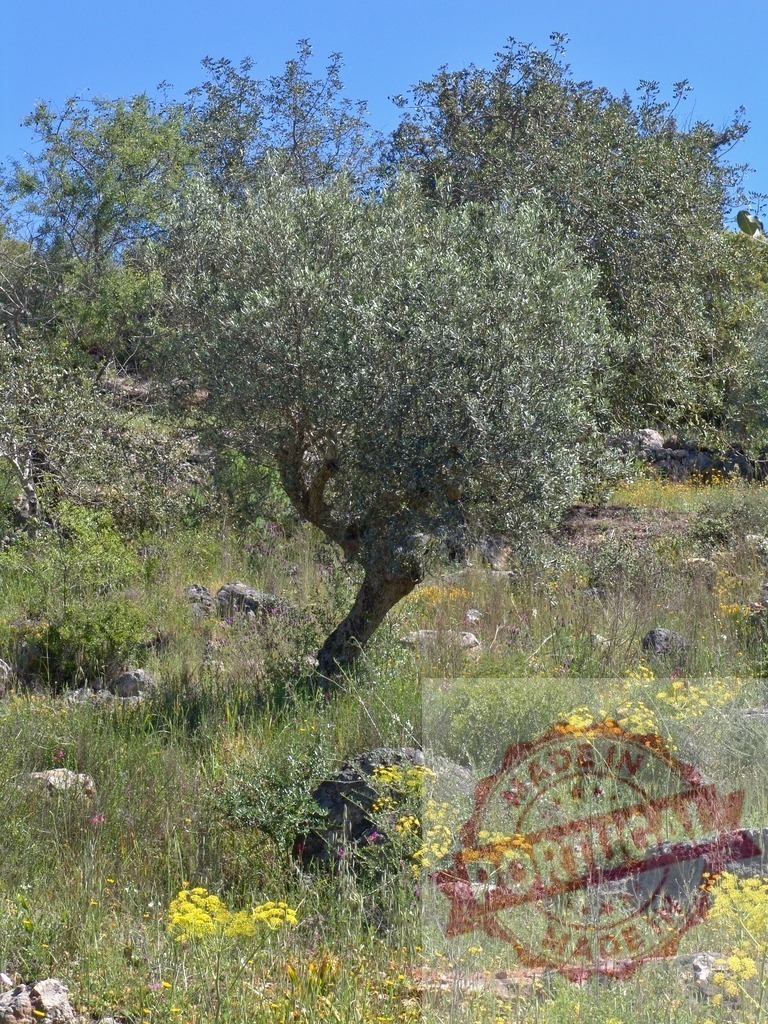 Olive tree growing in a wild meadow with wildflowers | Olive tree standing on a sunny hillside with green grass, rocks, and vibrant wildflowers - Realisiert mit Pictrs.com