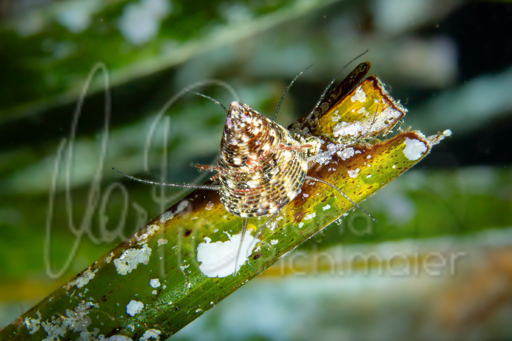 Jujubinus exasperatus | Kegelschnecke - Realisiert mit Pictrs.com