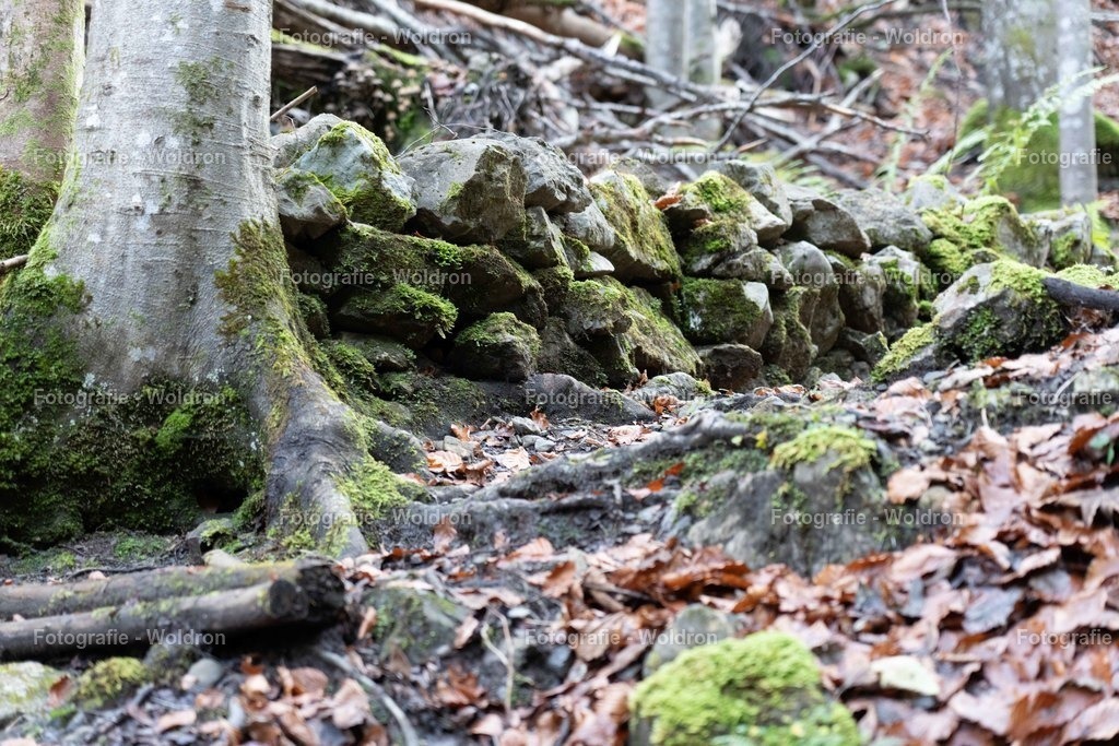 20221109 Rappenlochschlucht Dornbirn-9 | Fotografie Woldron