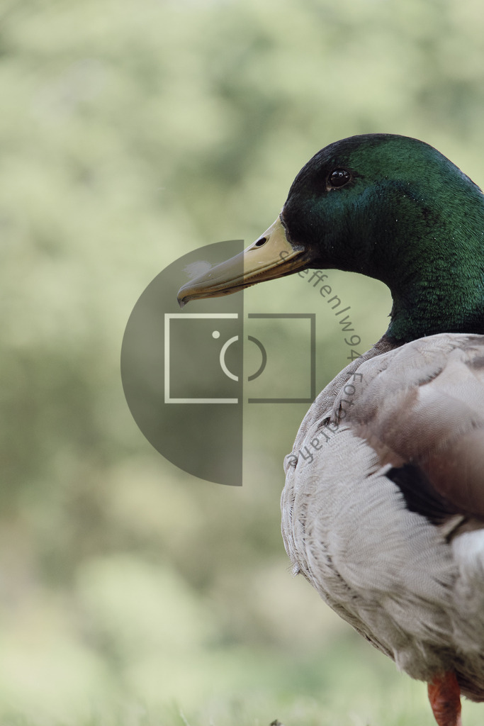 Wandbild männliche Stockente | Ich bin Fotograf und auf meiner Webseite hast du die Möglichkeit meine fotografie als Wandbilder druckfertig für dein Zuhause zu bestellten. - Realisiert mit Pictrs.com