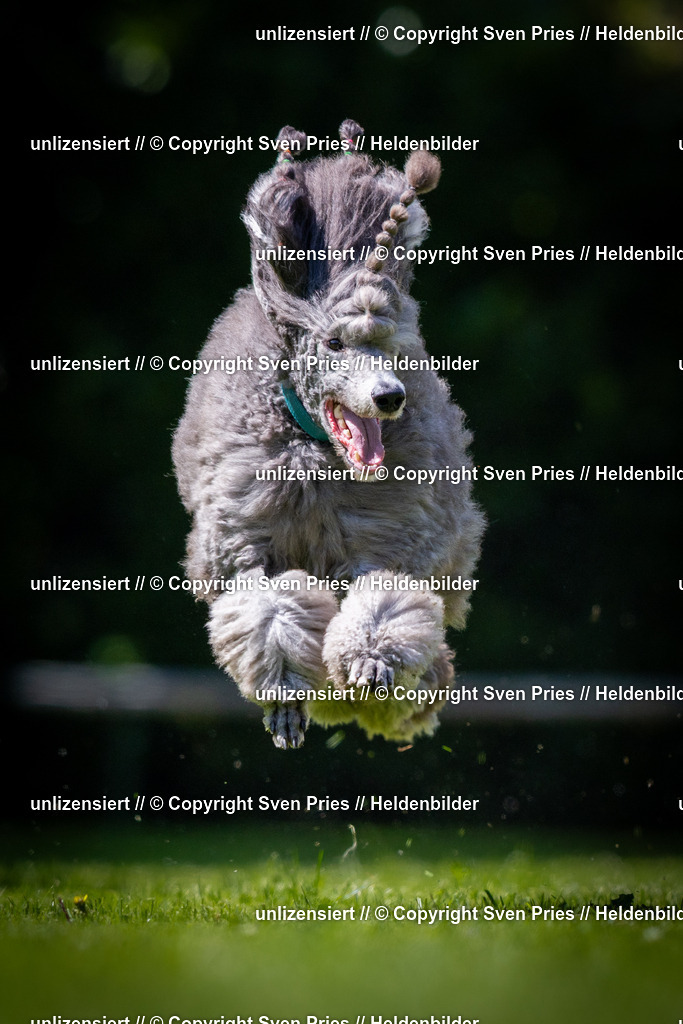 Sven Pries | 2025-08-10 - Hunderennen Durlach - Realisiert mit Pictrs.com