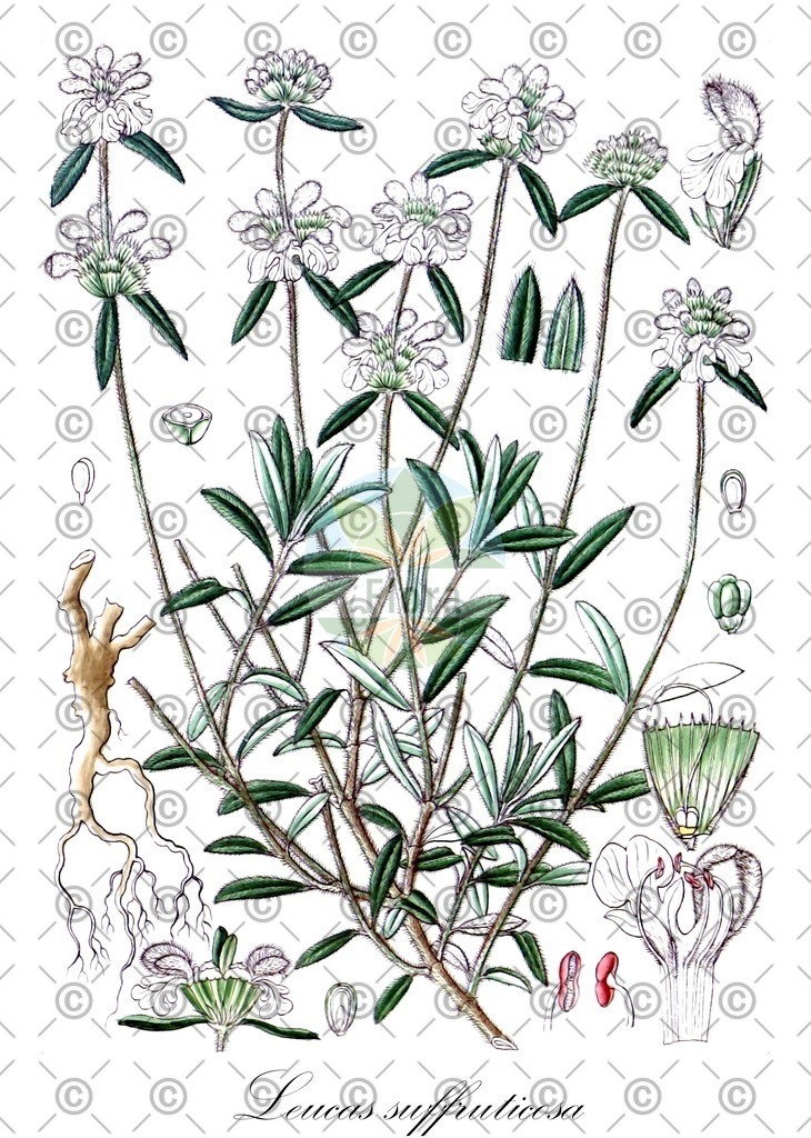 HistAbb_wfo-0000443767_2_ENZY_Simple | Historische Abbildung von Leucas suffruticosa - Lamiaceae | Historical Illustration of Leucas suffruticosa - Lamiaceae