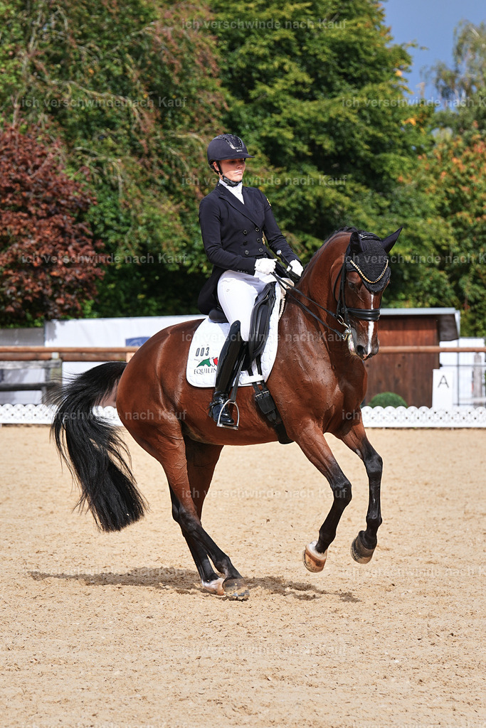11-003-Dressur S___-Marixx-1729 | working equitationturnier fotograf videograf stoibphotography marixx film working equitation deutschland reitsport turnierfotografie eventfotografie equestrian events