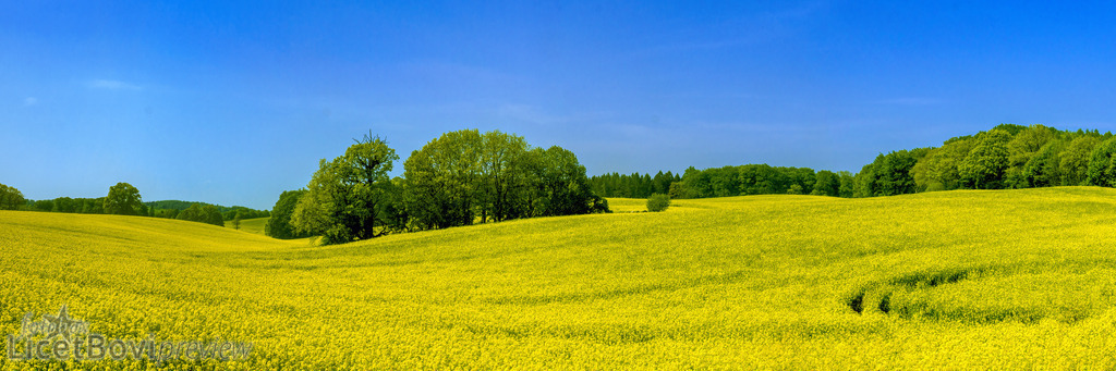 Rapsfeld | Frühling in Ost-Holstein - Realisiert mit Pictrs.com