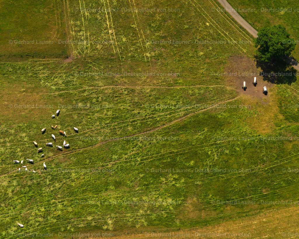 Kuhherde-Rimsberg-3111171 | Kuhherde-Rimsberg