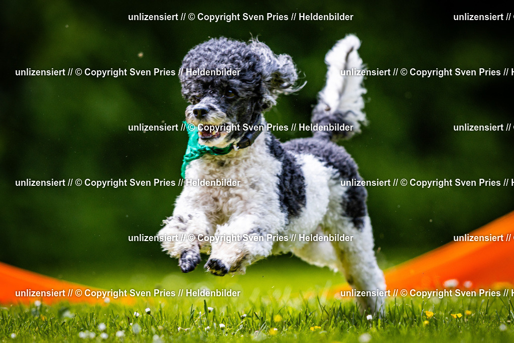 Sven Pries | 2026-05-14 - Hunderennen KA Durlach Vatertag 2026 - Realisiert mit Pictrs.com