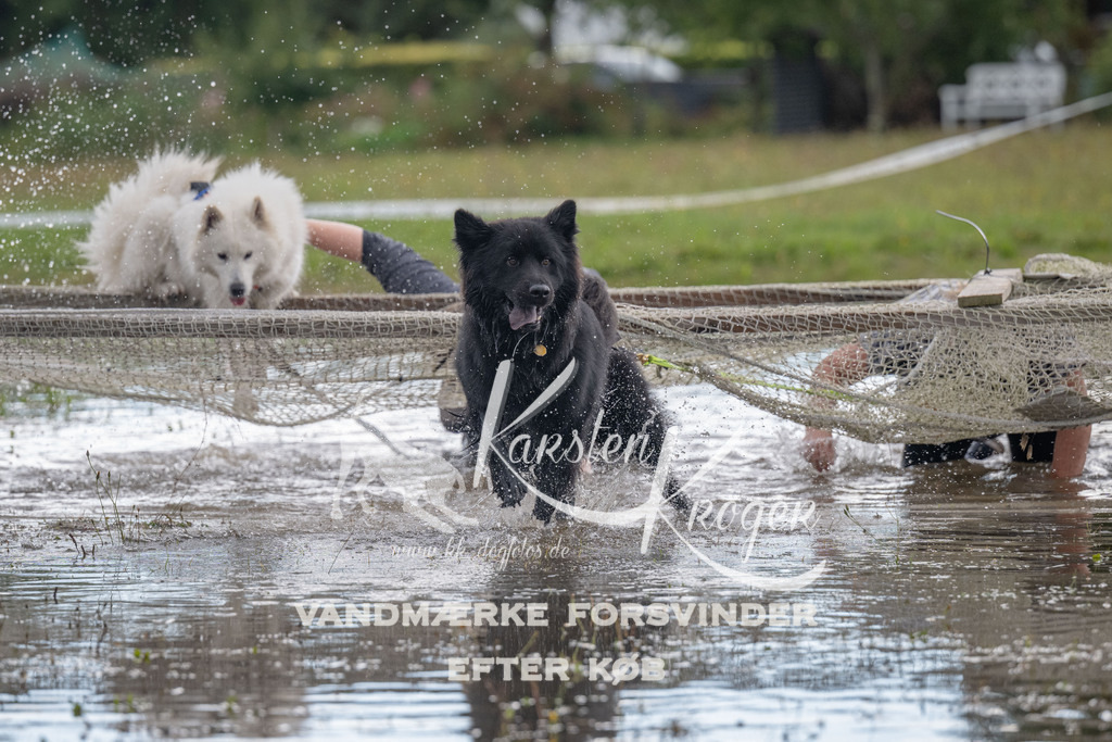 1432_ZZ90199 | kk-dogfotos