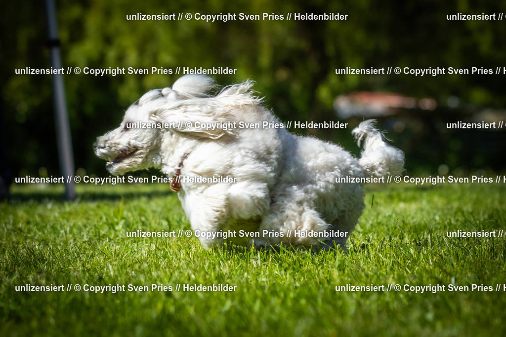 Hunderennen_April_2026_781 | 2026-04-26 - Hunderennen Baden-Oos April 2026 - Realisiert mit Pictrs.com