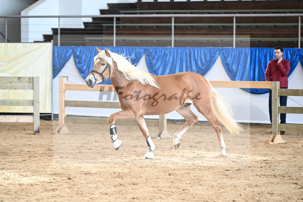 Kat-Nr. 8 Angelo Mio v. Amore Mio_Brielmeier_48250207 | hf-fotografie - Realisiert mit Pictrs.com