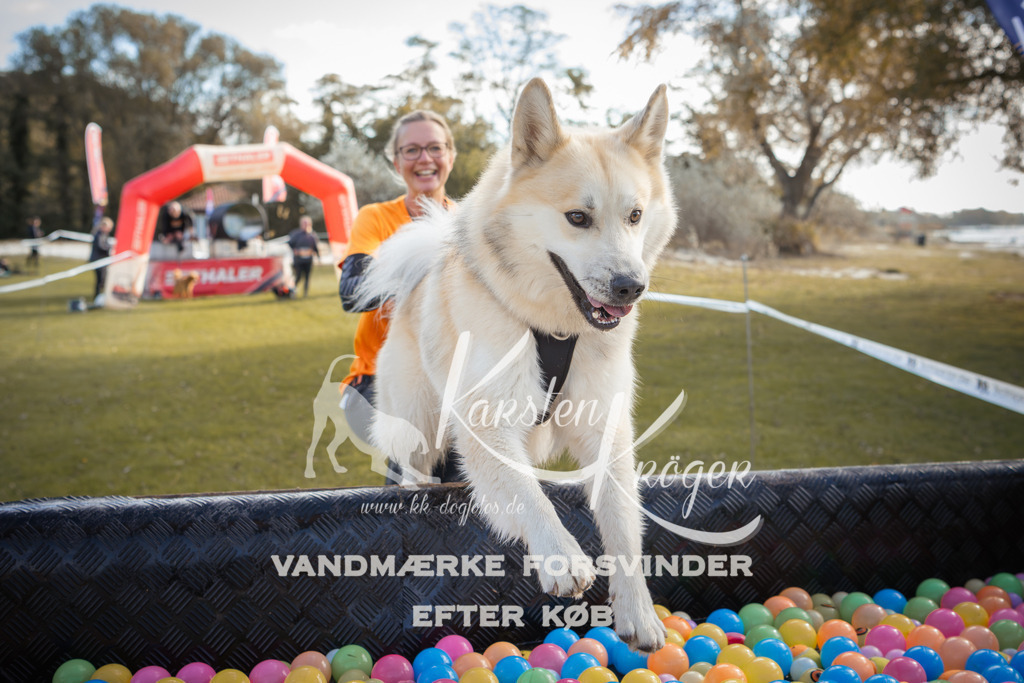 1301_ZZ98690-2 | kk-dogfotos