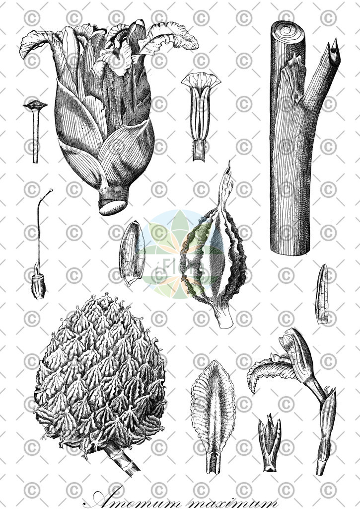 HistAbb_wfo-0000339124_2_ENZY_Simple | Historische Abbildung von Amomum maximum - Zingiberaceae | Historical Illustration of Amomum maximum - Zingiberaceae