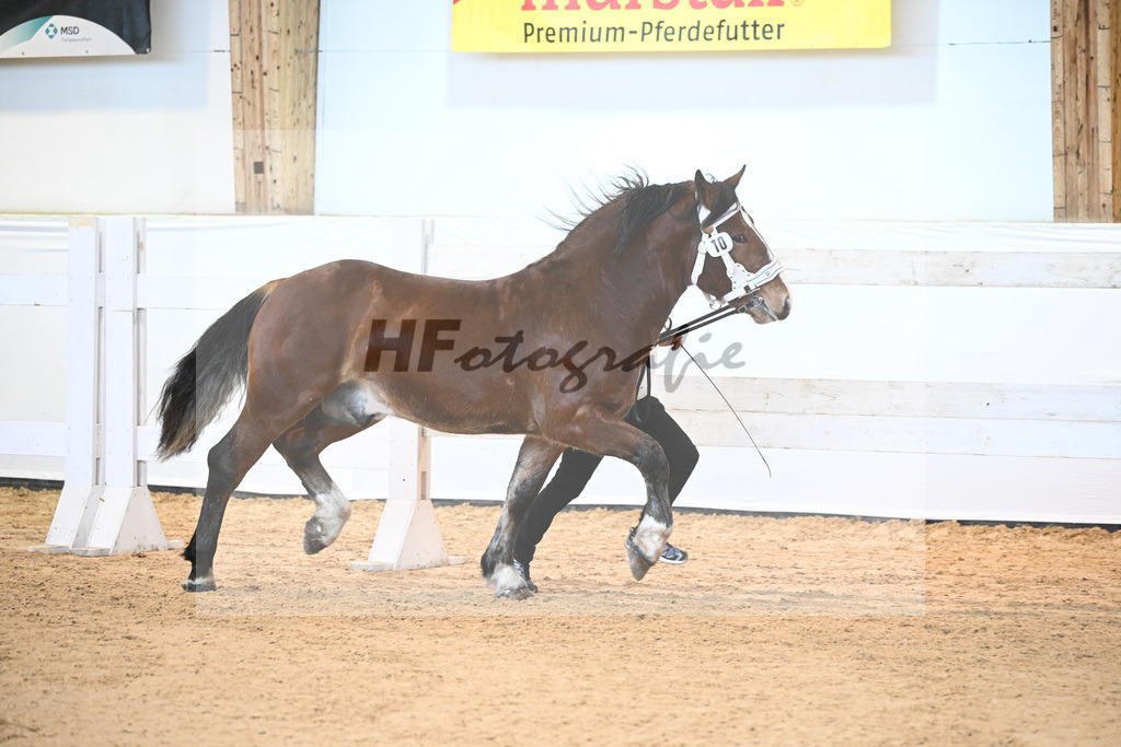 Kat-Nr. 10 v. Rivero_Fuchs_6240087 | hf-fotografie - Realisiert mit Pictrs.com