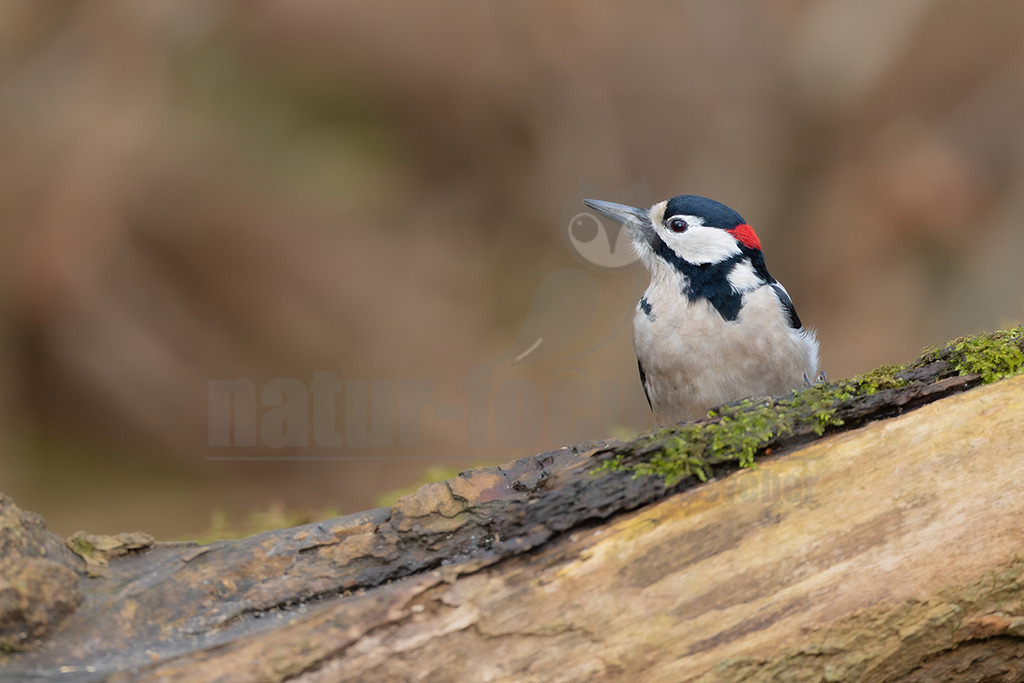 R5M26686_20251206 | Ein Buntspecht (Dendrocopos major) sitzt auf einem moosbewachsenen Ast und blickt aufmerksam nach oben. Sein schwarz-weißes Gefieder mit dem charakteristischen roten Fleck am Hinterkopf ist deutlich zu erkennen. Der Ast ist mit grünem Moos bedeckt, und der unscharfe Hintergrund zeigt natürliche Brauntöne. Kleine weiße Partikel auf dem Ast könnten auf eine Interaktion mit Nahrung hindeuten. - Realisiert mit Pictrs.com