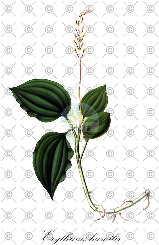 HistAbb_wfo-0001166636_1_ENZY_Simple | Historische Abbildung von Erythrodes humilis - Orchidaceae | Historical Illustration of Erythrodes humilis - Orchidaceae