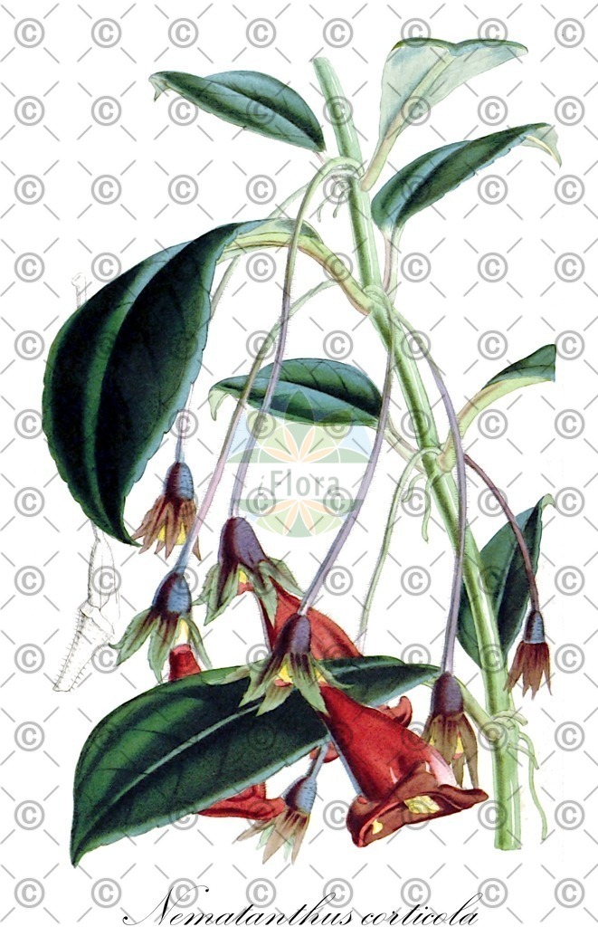HistAbb_wfo-0001263553_1_ENZY_Simple | Historische Abbildung von Nematanthus corticola - Gesneriaceae | Historical Illustration of Nematanthus corticola - Gesneriaceae