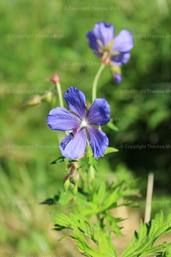 Alpenblumen 3 | Naturpuls - Realisiert mit Pictrs.com