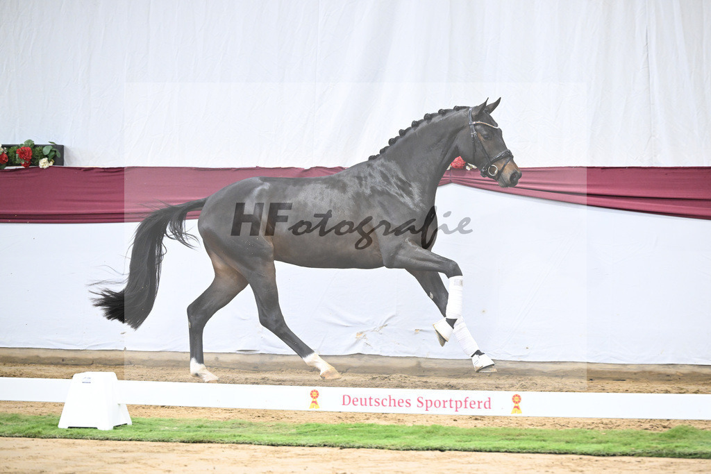 Kat-Nr. 14 Feliciano x Quaterback_Martina Breitner-Roetzer_47250285 | hf-fotografie - Realisiert mit Pictrs.com