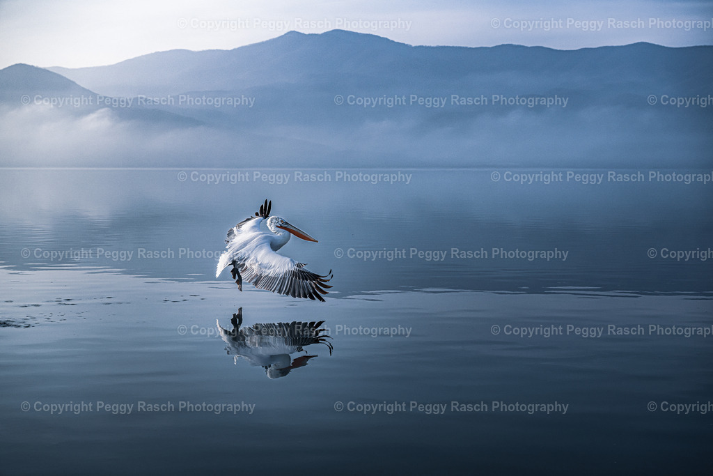 Pelikane (9) | PeggyRaschPhotography - Realisiert mit Pictrs.com