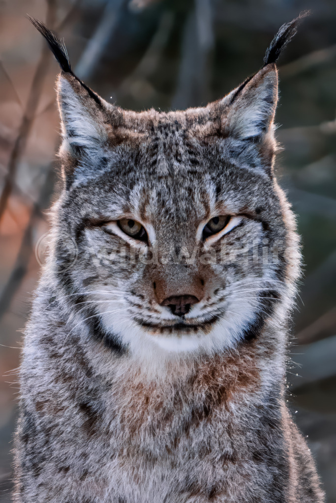 Interessierter Luchs | Winterliches Portrait eines Luchses - Realisiert mit Pictrs.com