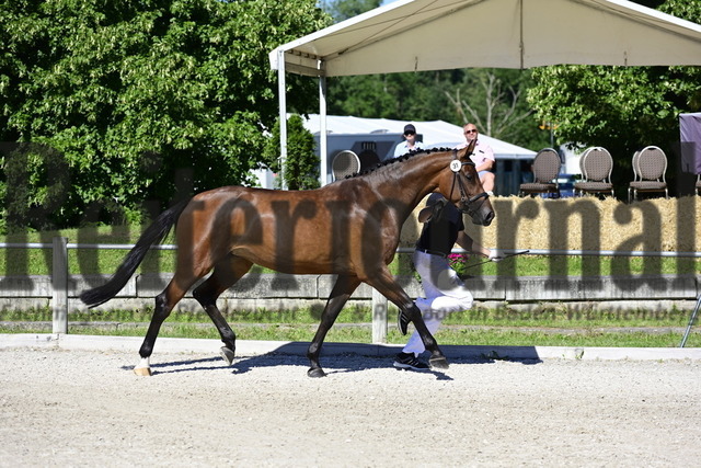 FRK_2022-07-03_08-57-04_1 | Alle Fotos der Reiterjournal Fotografin Doris Matthaes im Reiterjournal Online-Fotoshop. - Realisiert mit Pictrs.com