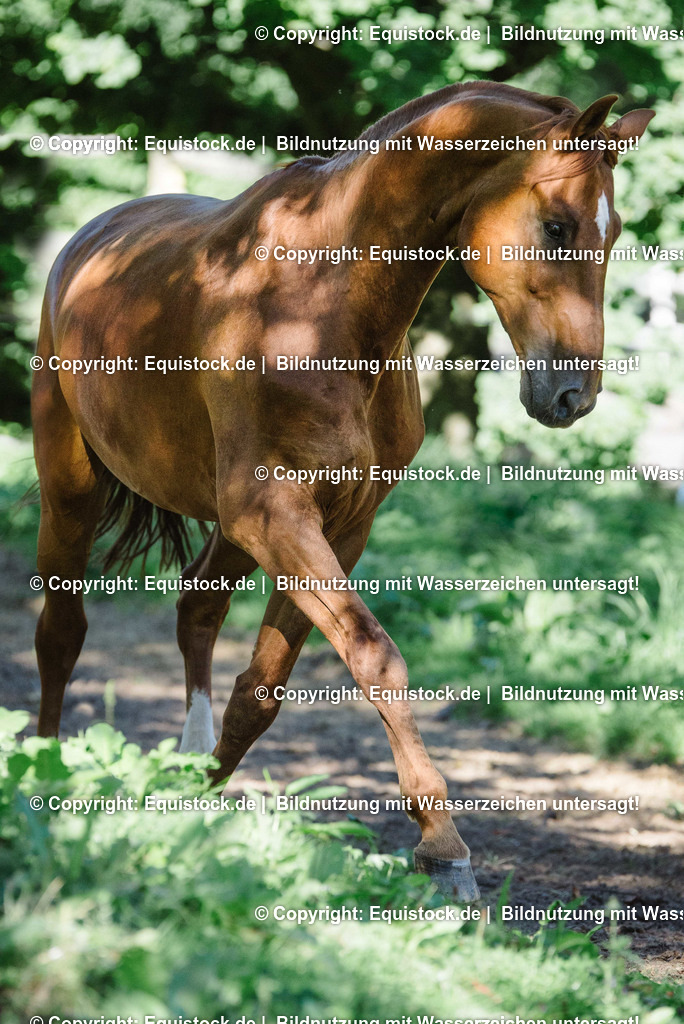 TS_20160824_Fuchs_in_Bewegung_0001 | Foto: Thomas Hartig