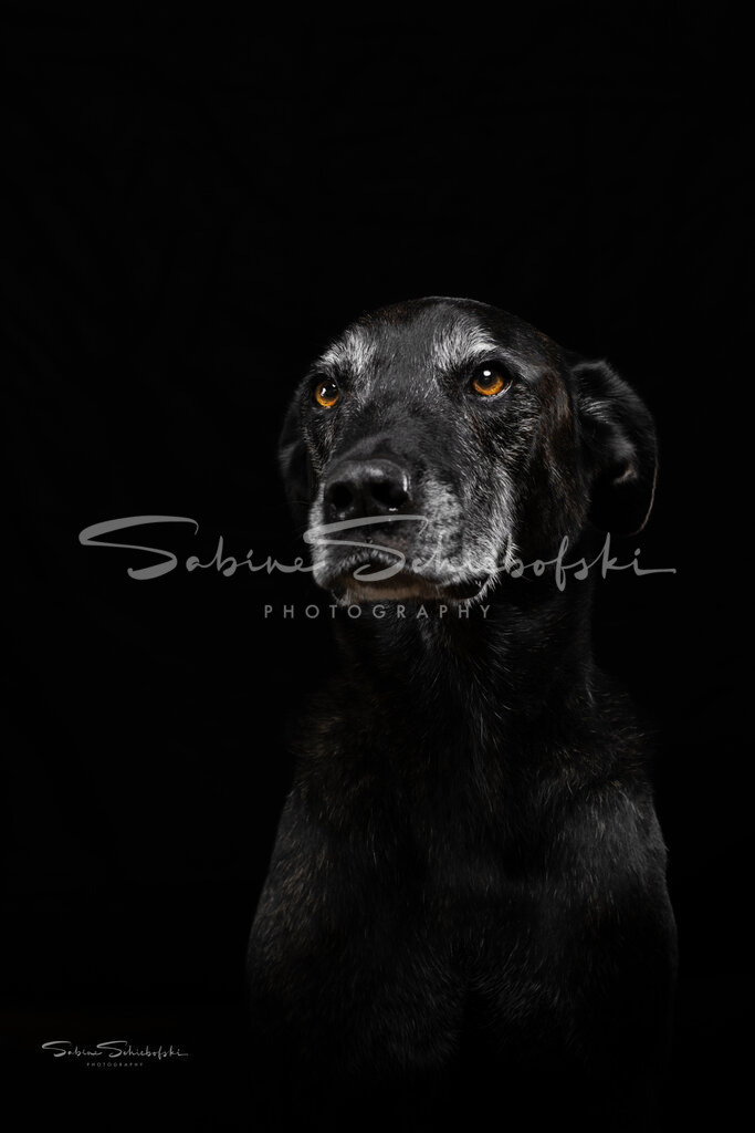 In Erinnerung an "Aggi" | People- und Tierfotografie, Imageaufnahmen, Veranstaltungsfotografie und Wandbilder aus der Natur ★ Made in Germany ✔️ Druck + Downloads ✔️ Naturfotografie in Top Qualität ★ schneller Versand, weltweite Lieferung! - Realisiert mit Pictrs.com