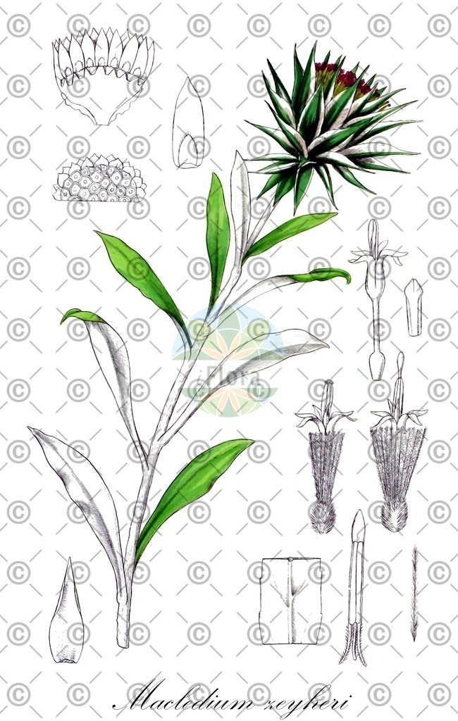 HistAbb_wfo-0000232437_1_ENZY_Simple | Historische Abbildung von Macledium zeyheri - Asteraceae | Historical Illustration of Macledium zeyheri - Asteraceae