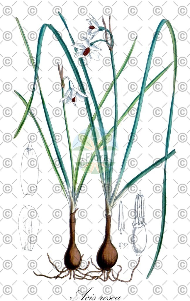 HistAbb_wfo-0000754008_1_ENZY_Simple | Historische Abbildung von Acis rosea - Amaryllidaceae (Rosenrote Knotenblume) | Historical Illustration of Acis rosea - Amaryllidaceae