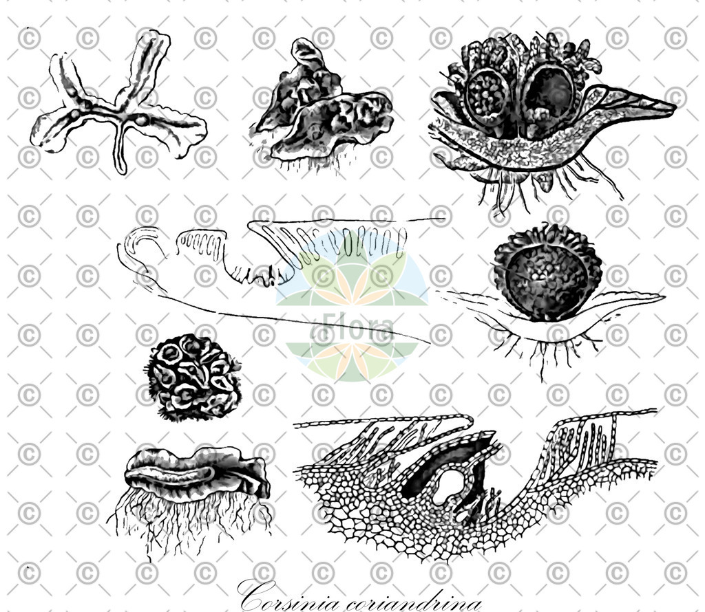 HistAbb_wfo-0000860590_1_ENZY_Simple | Historische Abbildung von Corsinia coriandrina - Corsiniaceae | Historical Illustration of Corsinia coriandrina - Corsiniaceae