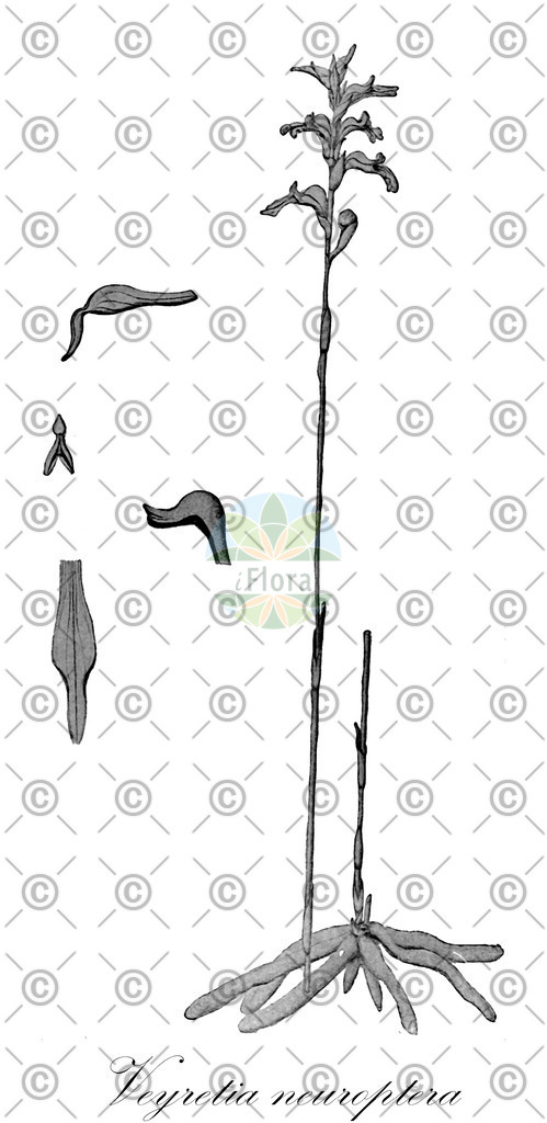 HistAbb_wfo-0001086898_1_ENZY_Simple | Historische Abbildung von Veyretia neuroptera - Orchidaceae | Historical Illustration of Veyretia neuroptera - Orchidaceae