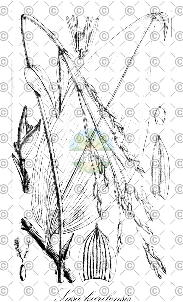 HistAbb_wfo-0001071258_1_ENZY_Simple | Historische Abbildung von Sasa kurilensis - Poaceae | Historical Illustration of Sasa kurilensis - Poaceae