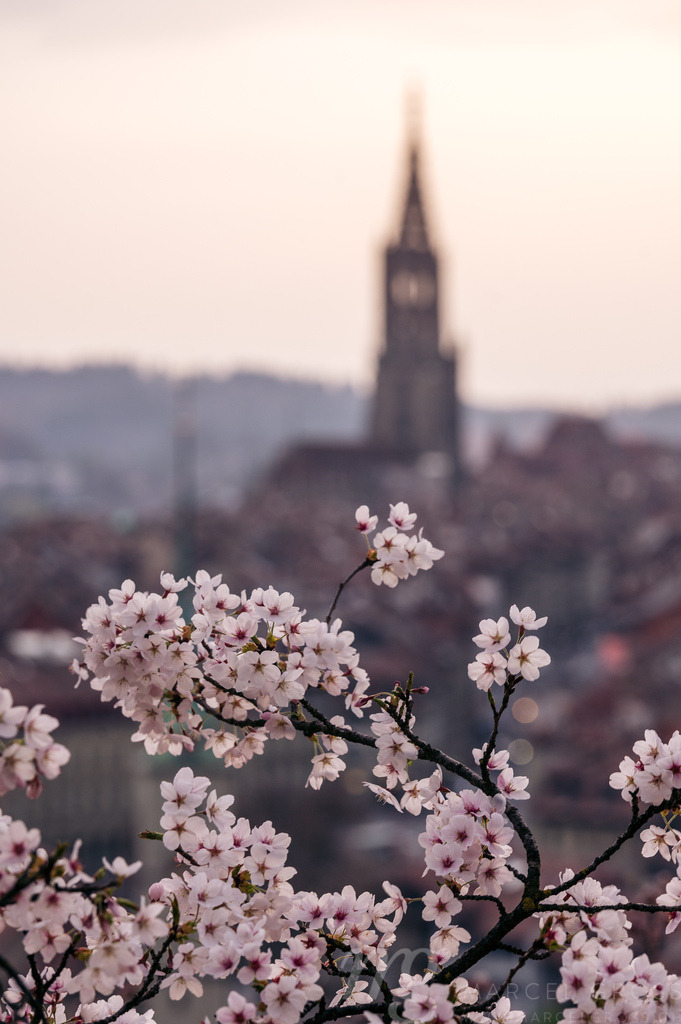 flowering cherry tree in front of the oldtown of Bern in spring | Die ideale Geschenkidee für Naturliebhaber. Naturbilder von Marcel Gross Photography für ihr Zuhause in den verschiedensten Formaten und Materialien. - Realisiert mit Pictrs.com