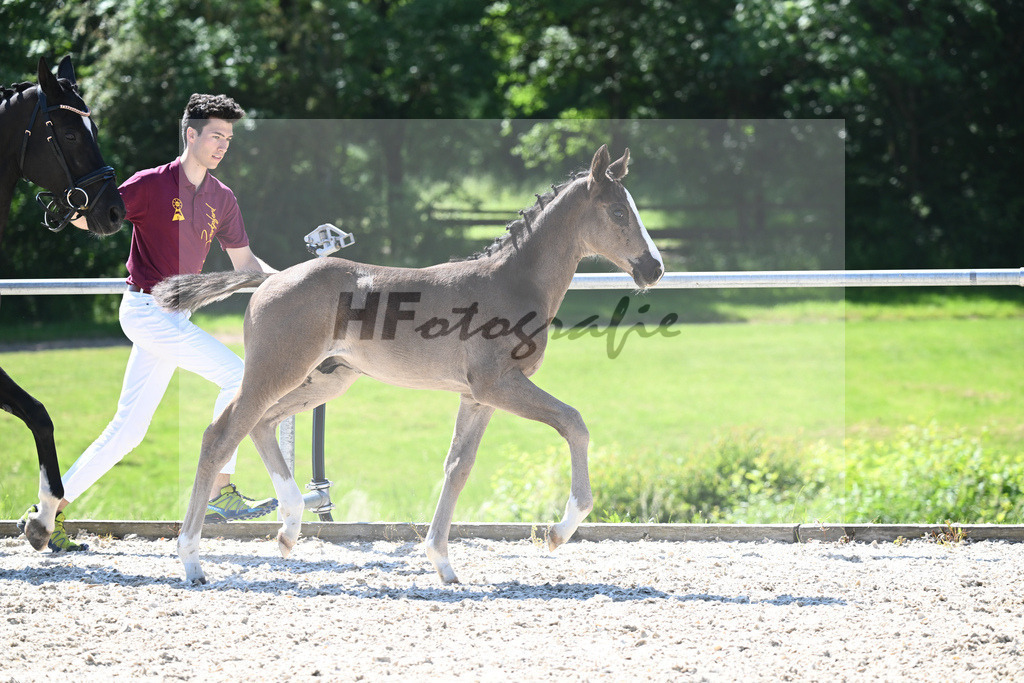 Kat-Nr. 11 HF Ellis_Kloessinger_16230228 | hf-fotografie - Realisiert mit Pictrs.com