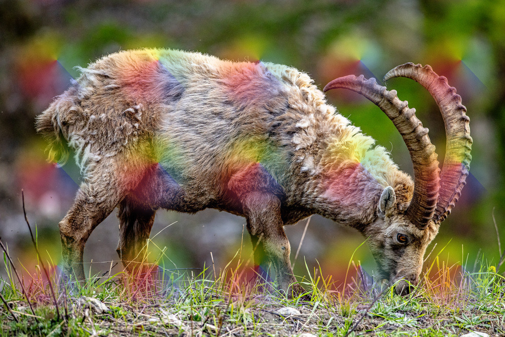 20240526-1M5A1990 | FineArtPrint, Hahnemühle, FeeGalerie, Fee Galerie, Fotokunst, Fotografie, Canonphotography, Bergfoto, Matterhorn, Rimpfischhorn, Allalinhorn, Saas-Fee, Wallis, Valais, Switzerland, Bergfotografie