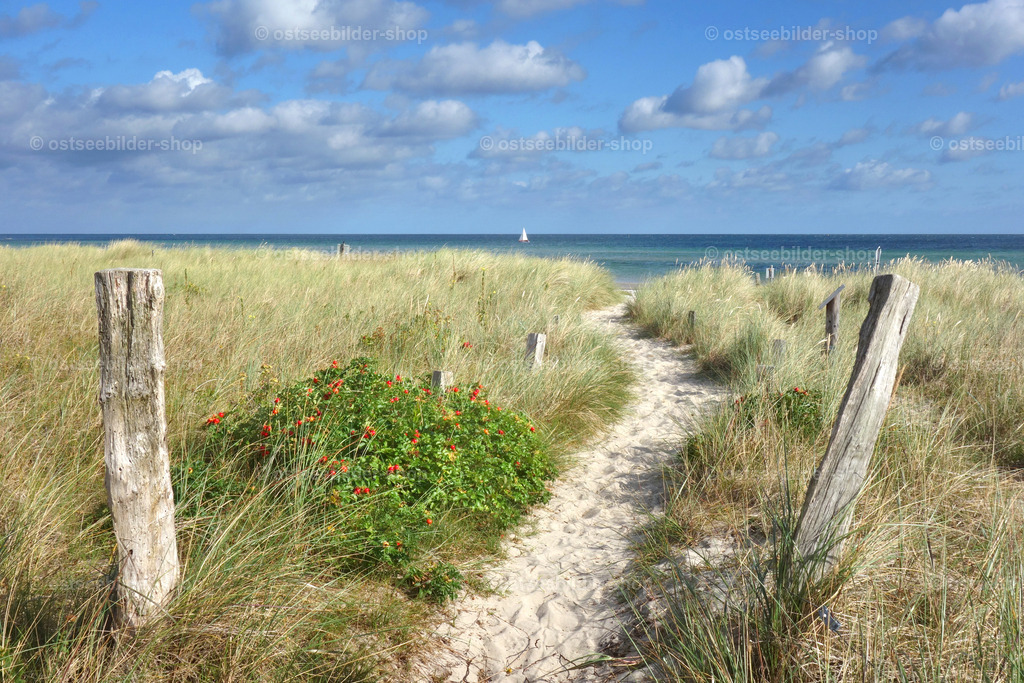 Strandweg zum Meer | Ein Strandweg führt durch eine Dünenlandschaft bei Hohwacht zur blauen Ostsee.