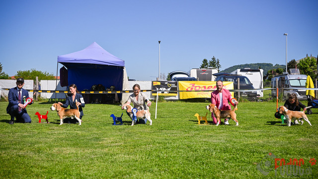 Beagle Club Schweiz  | Beagle Club Schweiz, 45 Jahre in Menziken 2025 Foto: Leo Wyden