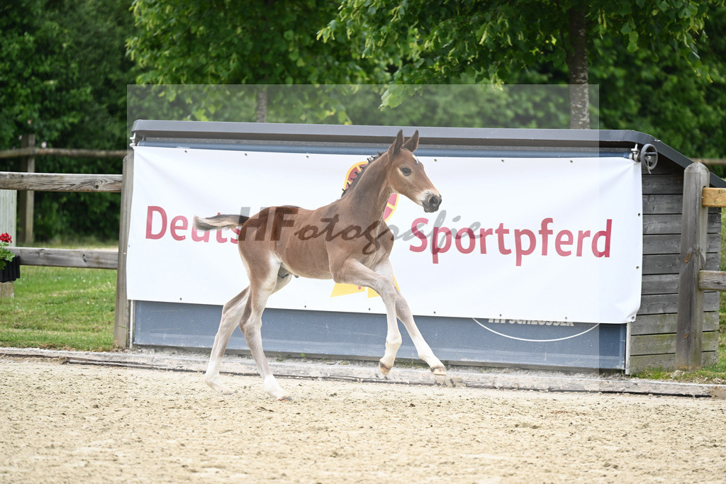 Kat-Nr. 62 HF Vigaro_Zitzelsberger_17231026 | hf-fotografie - Realizzato con Pictrs.com